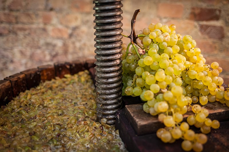 raisin blanc pour vin végan